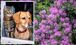 Toxic Garden Plants To Avoid Cats And