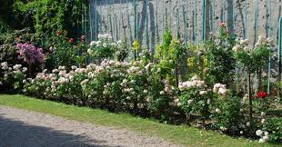 rose garden home ideas