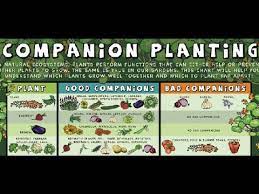 what is companion planting food forest