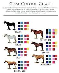 Color Coordination Chestnut Horse Horse Facts Horse