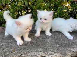 Kennel hounds, dogs and all kinds of cats Persian Persian Kittens With Blue Eyes So Fluffy Cats For Sale Price