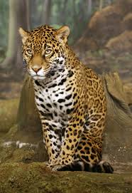Tropical rainforests are characterized by wet. Fauna Of Nicaragua Wikipedia