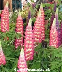 expert advice on growing lupins in the uk