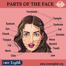 Sometimes this includes different various human body parts including the face and other areas. Parts Of The Face Useful List Of 15 Face Parts Names In English Love English