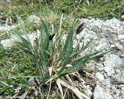 Carex atrata – ostřice tmavá • Pladias: Database of the Czech flora ...
