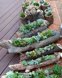Outdoor Succulent Garden Ideas