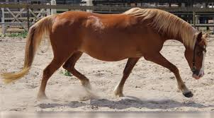 They are known for three smooth gaits including the flat walk. 5 Tennessee Walker Horse Facts You May Not Know