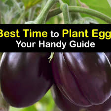 eggplant growing easy tricks for the