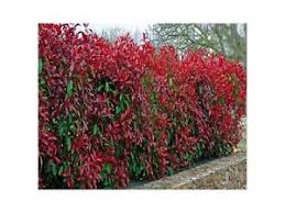 8 Photinia Red Robin Hedging Plants 25-30cm Bushy Evergreen Hedge Shrubs |  eBay