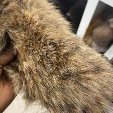 Top 10 Best Fur Cleaning In Houston Tx
