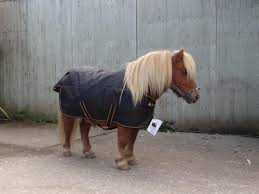 bucas irish pony turnout light for