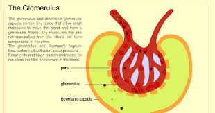 The Glomerulus The Functional And