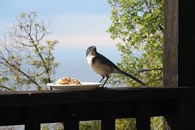How To Keep Birds Off Your Porch With