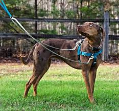 Freedom No Pull Dog Harness Purchase Direct From The
