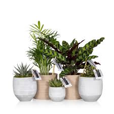 House Plants Indoor Plant