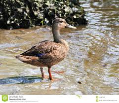 Mottled Duck Anas Fulvigula Stock Photo Image Of Wading