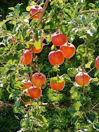 Which Apple Varieties Are Best To Plant