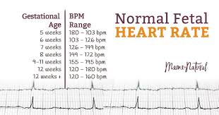 Normal Fetal Heart Rate Is Your Baby On Track Kids Gifts