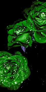 hd pretty green flower wallpapers peakpx