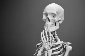 Image result for skeleton image
