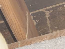signs of termites in drywall ceiling