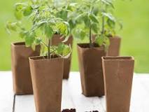 How long does it take for tomato seeds to germinate?
