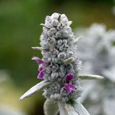 ours stachys byzantina silver carpet