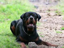 do rottweilers shed a lot unveiling