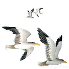 Suneducationgroup Com Seagull Lot Of 3