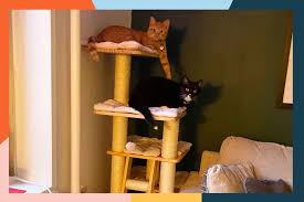 the 10 best cat trees of 2024 tested