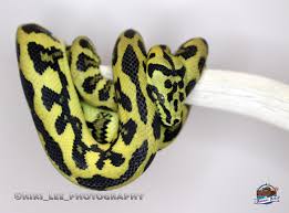 jungle carpet python ark kingwood