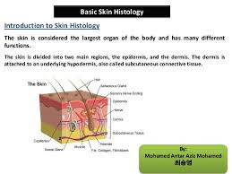 Basic Skin Histology