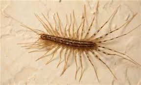 where do house centipedes come from