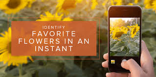 flower identification apps