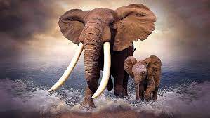african elephant 1080p 2k 4k 5k hd