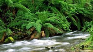 Macox, linux, windows, android, ios and many others. Rain Forest Wallpaper Hd 1920x1080 Wallpaper