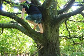 memory climbing a tree can do wonders