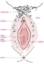 Using a body diagram activity is also a. Does Your Vulva Hurt You Could Have Vulvodynia