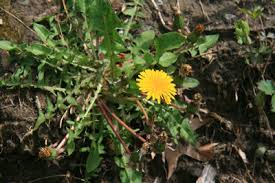 Taraxacum officinale - Michigan Flora