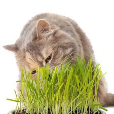 Petlinks grass seed kit cat toy. Whisker City Cat Grass Kit Cat Catnip Petsmart