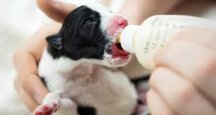 How To Tube Feed Puppies When Nursing Isnt An Option Petcoach