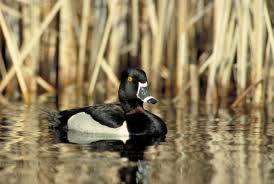 Duck Id 10 Common Species Duc Migration Week