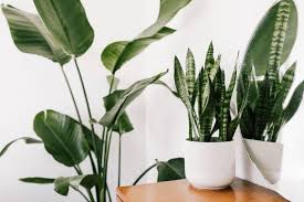Maybe you would like to learn more about one of these? Curling Leaves On Your Houseplants Here S What To Do