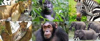 15 Days Uganda Safari [Primates, Big 5, Wildlife, Lakes, Batwa]