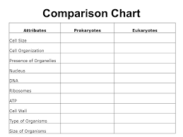 Eukaryote Vs Prokaryote Sada Margarethaydon Com