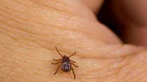 tick vs bed bug everything you need