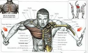 Bodybuilding Cable Flyes For Chest Muscle Anatomy Fitness
