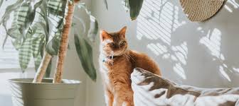 12 Houseplants Safe For Cats Learn