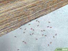 carpenter ants 12 steps