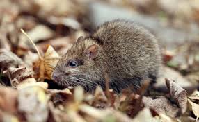 Ratten zählen heutzutage nach wie vor zu den am meisten gefürchteten hygieneschädlingen. Ratten Im Garten Besteht Eine Meldepflicht 2021 Alle Infos Hier